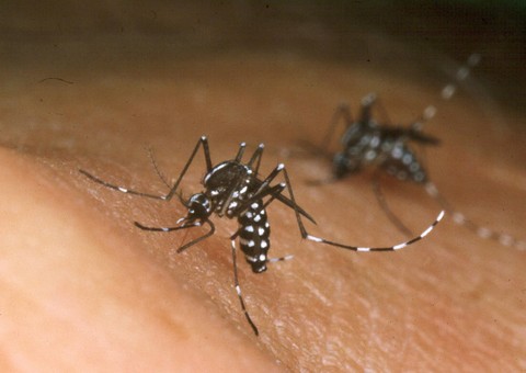 Terceiro caso "importado" de febre Chikungunya é confirmado pela FVS