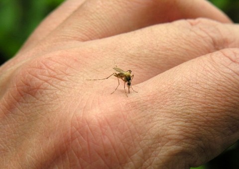 Arquidiocese de Manaus entra na guerra contra a febre chikungunya