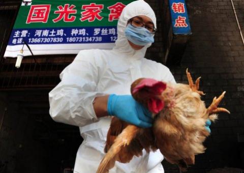 China registra primeira infecção humana pelo vírus da gripe aviária H7N9