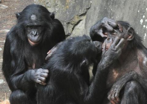 Grupo pede à justiça dos EUA que reconheça chimpanzés como pessoas