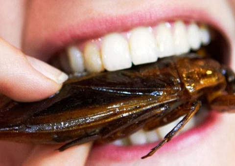 Doce bizarro: barata com chocolate