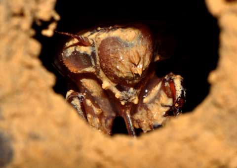 O mundo desconhecido das cigarras engenheiras