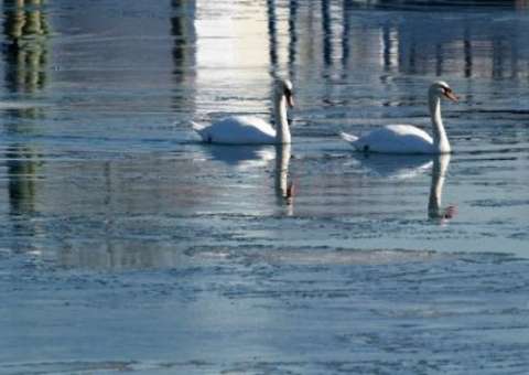Nova York declara guerra aos cisnes