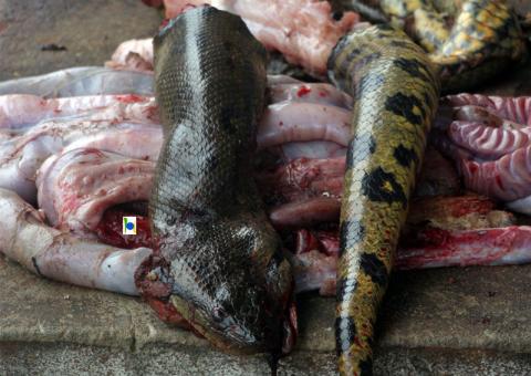 Carne de veado, cobra, jacu, tatu e macaco vendida na feira