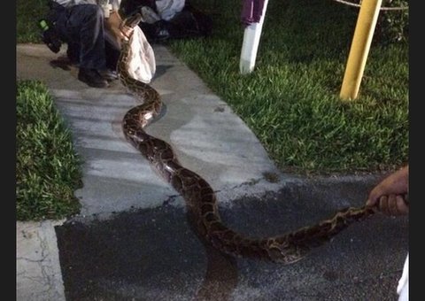  Cobra de 3,6 metros é capturada por moradores e presa dentro de churrasqueira