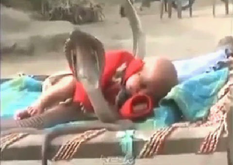 Vídeo: criança dorme com quatro serpentes