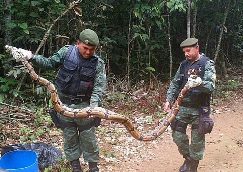  Cobra grande capturada pela Polícia Ambiental em condominio de Manaus