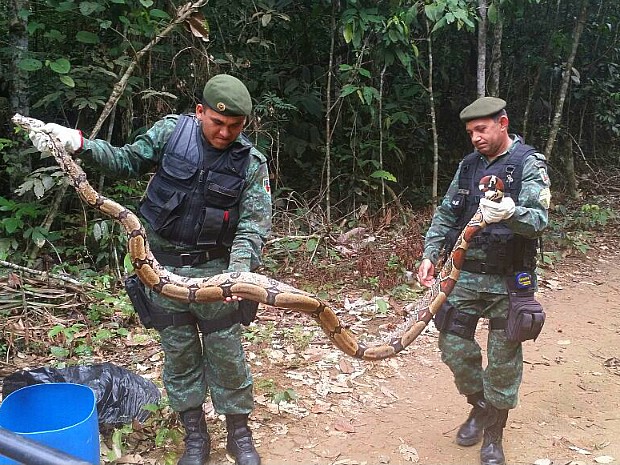  Cobra grande capturada pela Polícia Ambiental em condominio de Manaus