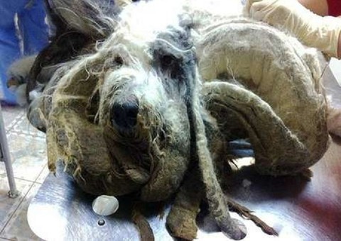 Por negligência de donos, cão não é tosado e fica sem andar por um ano