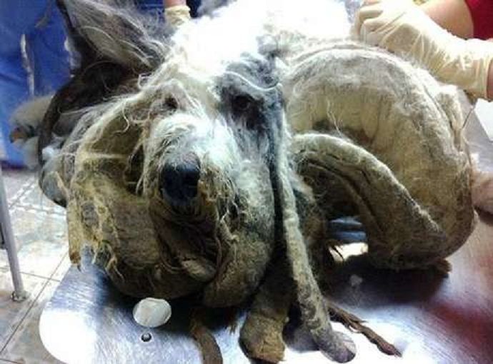 Por negligência de donos, cão não é tosado e fica sem andar por um ano