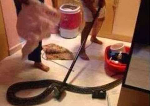 Sucuri de 5 metros é encontrada dentro de vaso sanitário no Piauí