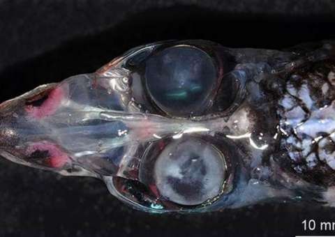 Descoberto peixe com 4 olhos e visão de 360 graus
