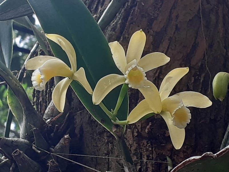 copia_de_cattleya_luteola_musa_fotovaltercalheiros.jpg