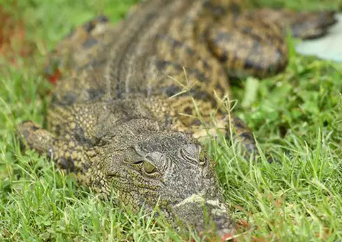 Pescador mata crocodilo com mais de seis metros após comer sua mulher grávida