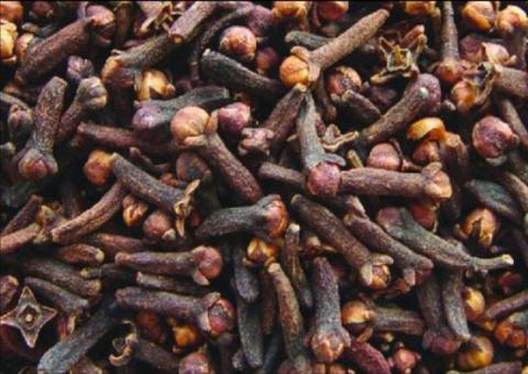 Cravo-da-índia mata larvas da dengue em 24 horas