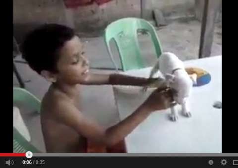 Criança hipnotiza cachorrinho