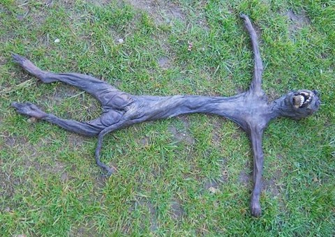 Mistério: Criatura estranha é achada em parque e moradores acreditam se tratar de um 'alien'