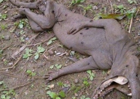 Criatura misteriosa assusta moradores da Venezuela. Veja vídeo