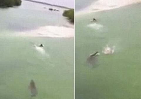 Vídeo mostra jovem nadando desesperadamente para fugir de crocodilo