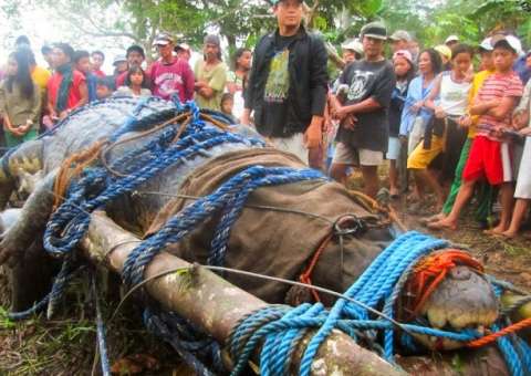 Vídeo mostra o maior crocodilo já capturado quase escapando em meio a multidão