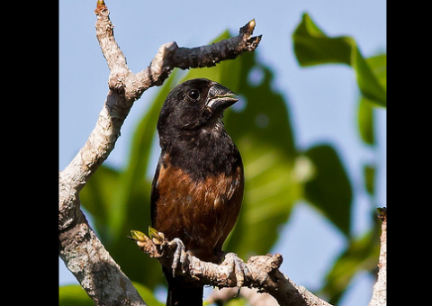Criadores de pássaros têm quatro dias para solicitar licença ambiental