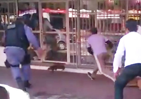 Cutia dá trabalho mas é resgatada em Manaus