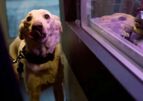 Estudo afirma que cães se orientam graças a bússola interna