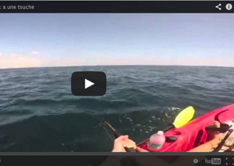 Caiaque de pescador é arrastado por tubarão