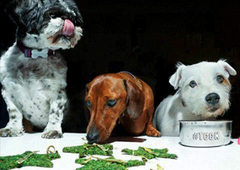 Londres inaugura restaurante luxuoso para cachorros