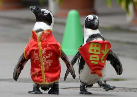 Mudanças climáticas estão matando filhotes de pinguins