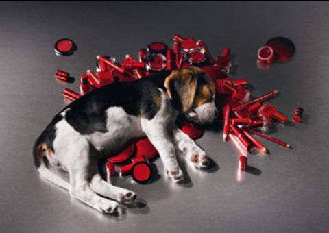 Câmara proíbe animais em testes de cosméticos