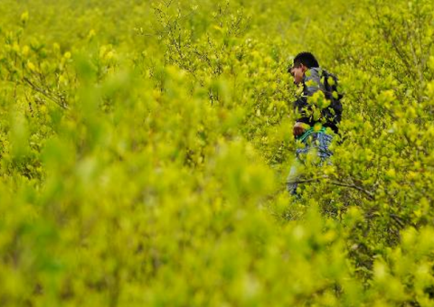 Farc insistem na legalização de cultivos de coca, papoula e maconha