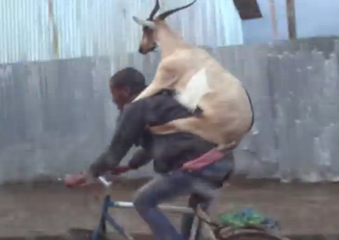  Conheça a cabra que passeia de bicicleta nas costas do dono
