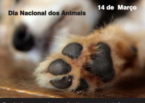 No dia Nacional dos animais, vídeo mostra o amor que eles têm e que às vezes nos falta