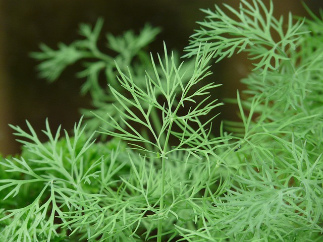 dill-8104_640.jpg
