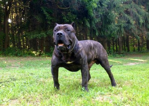 Cachorro maltratado e faminto mata e come vivo vizinho