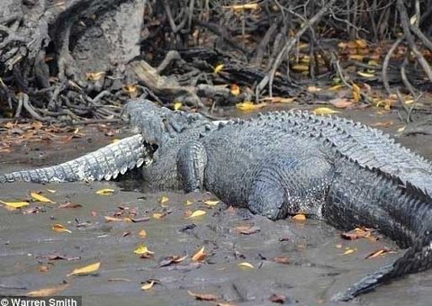 Crocodilo canibal e engole "amiguinho" na Austrália