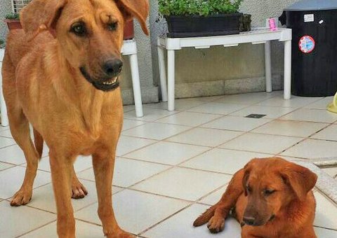 "Docinho" é espancada por caseiro que ainda tenta afogá-la durante banho