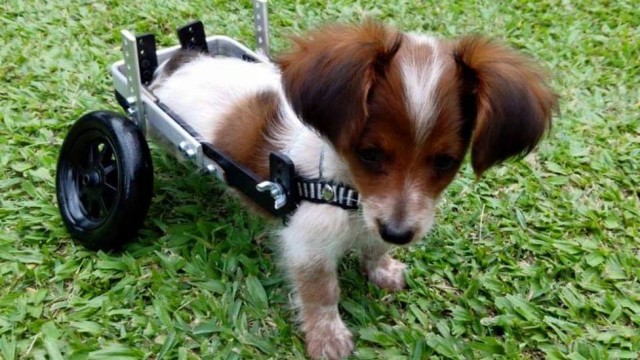  Veja a reação de cãozinho abandonado com paralisia ao usar cadeira de rodas