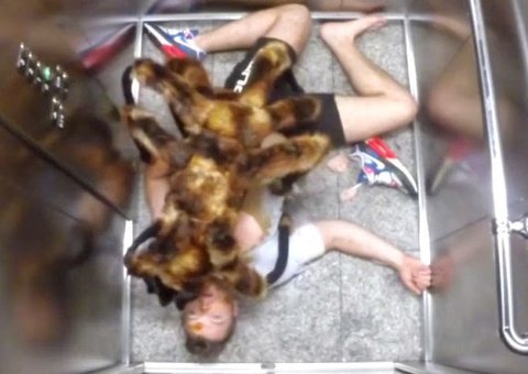  Cachorro-aranha gigante comedor de gente assusta em pegadinha