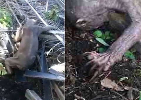 Criatura estranha em plantação. Veja vídeo