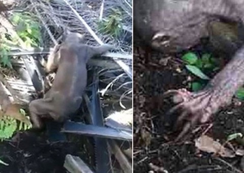 Trabalhadores encontram criatura bizarra em plantação na Indonésia