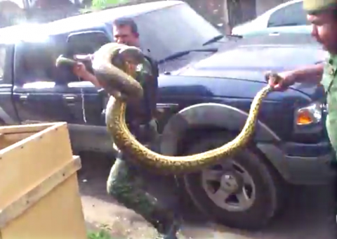 Estudante leva susto ao ver sucuri em bueiro. Veja o resgate