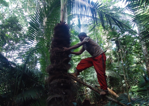 Direitos dos trabalhadores da piaçava devem ser observados