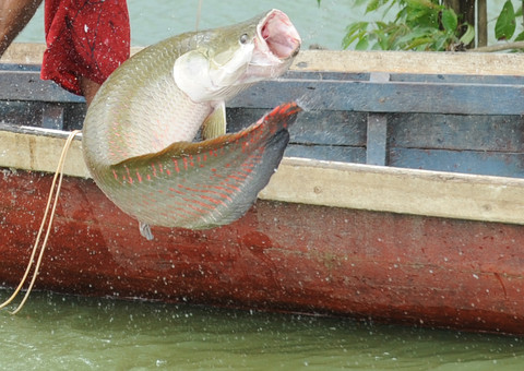 SDS regulamenta Acordo de Pesca e beneficia famílias em Japurá