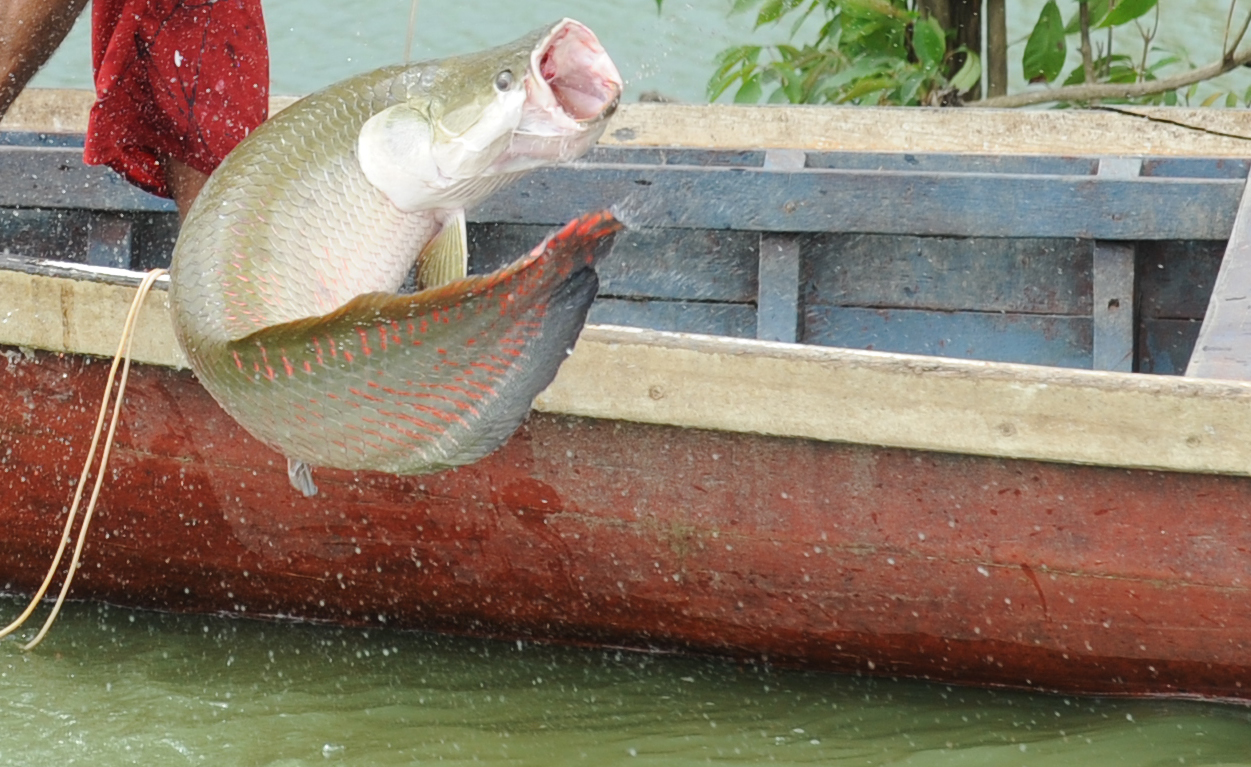 SDS regulamenta Acordo de Pesca e beneficia famílias em Japurá