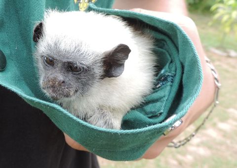  Ipaam realiza resgate de 'Madona' no Tarumã