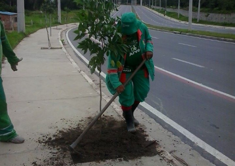 Semmas finaliza replantio de mudas na Avenida Nathan Xavier de Albuquerque