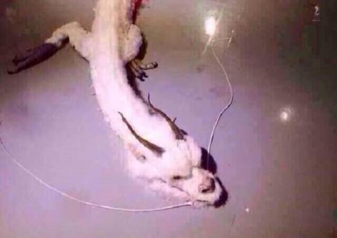 Dragão branco ferido intriga internautas na China