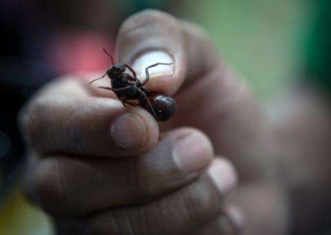 Identificada nos EUA formiga 'ninja' escravagista